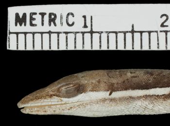 Media type: image;   Herpetology R-143797 Aspect: head lateral